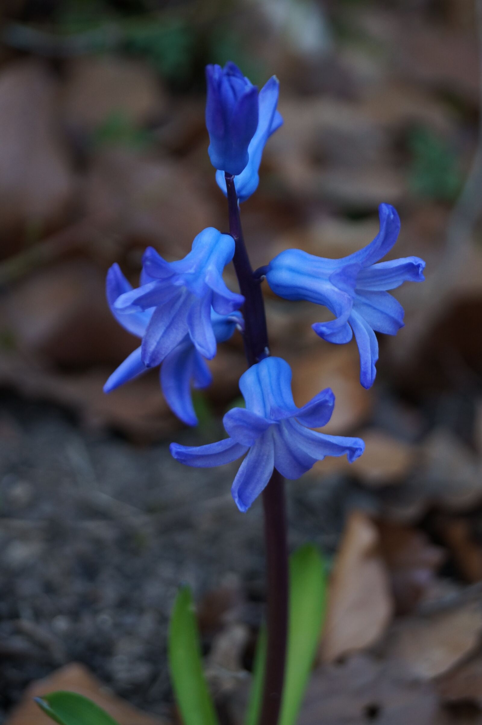 Sony SLT-A37 + Sony DT 18-55mm F3.5-5.6 SAM sample photo. Hyacinth, plant, flower photography