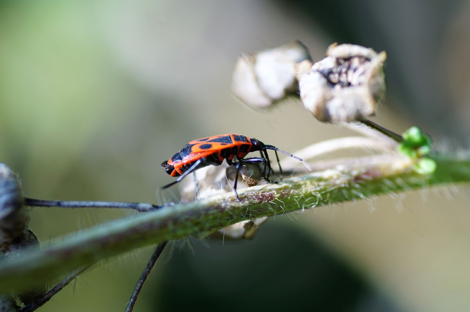 Sony SLT-A58 sample photo. Firebug pospolná, insect, red photography