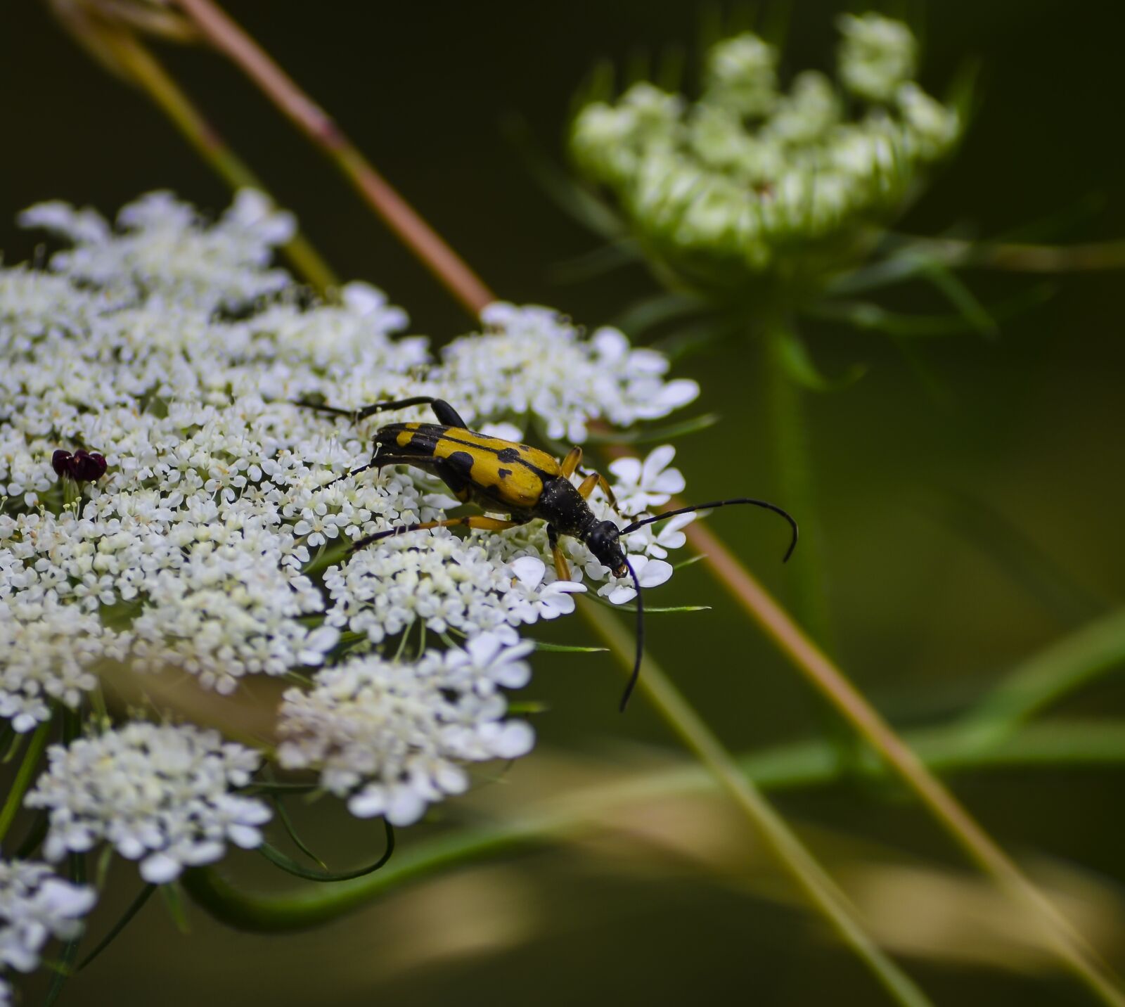 Nikon D5100 sample photo. Beetle, insect, bug photography