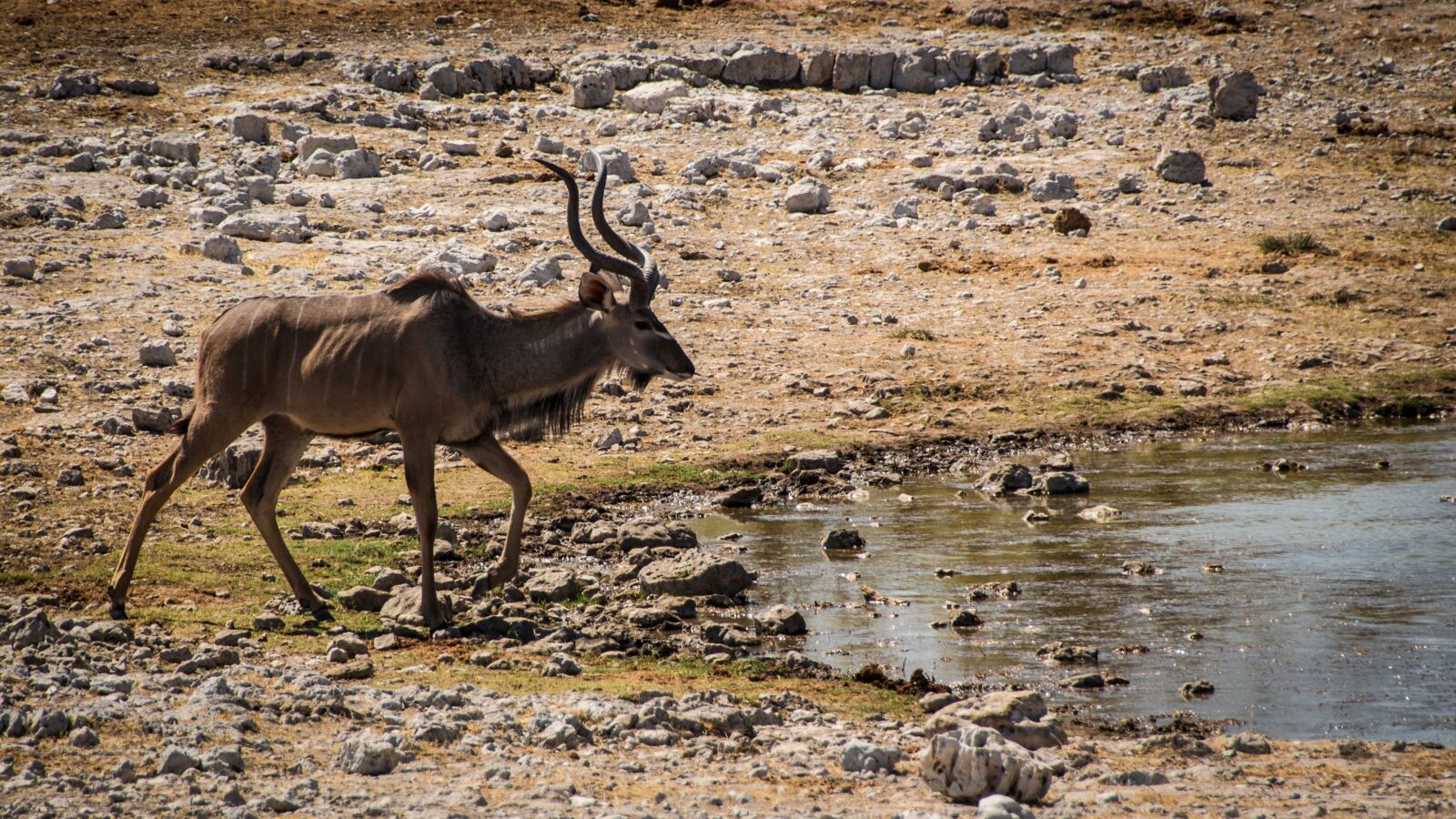 Canon EOS 650D (EOS Rebel T4i / EOS Kiss X6i) sample photo. Namibia, wildlife, africa photography