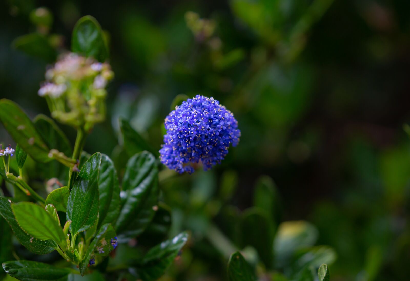 Canon EOS 5D Mark III sample photo. Flower, plant, garden photography
