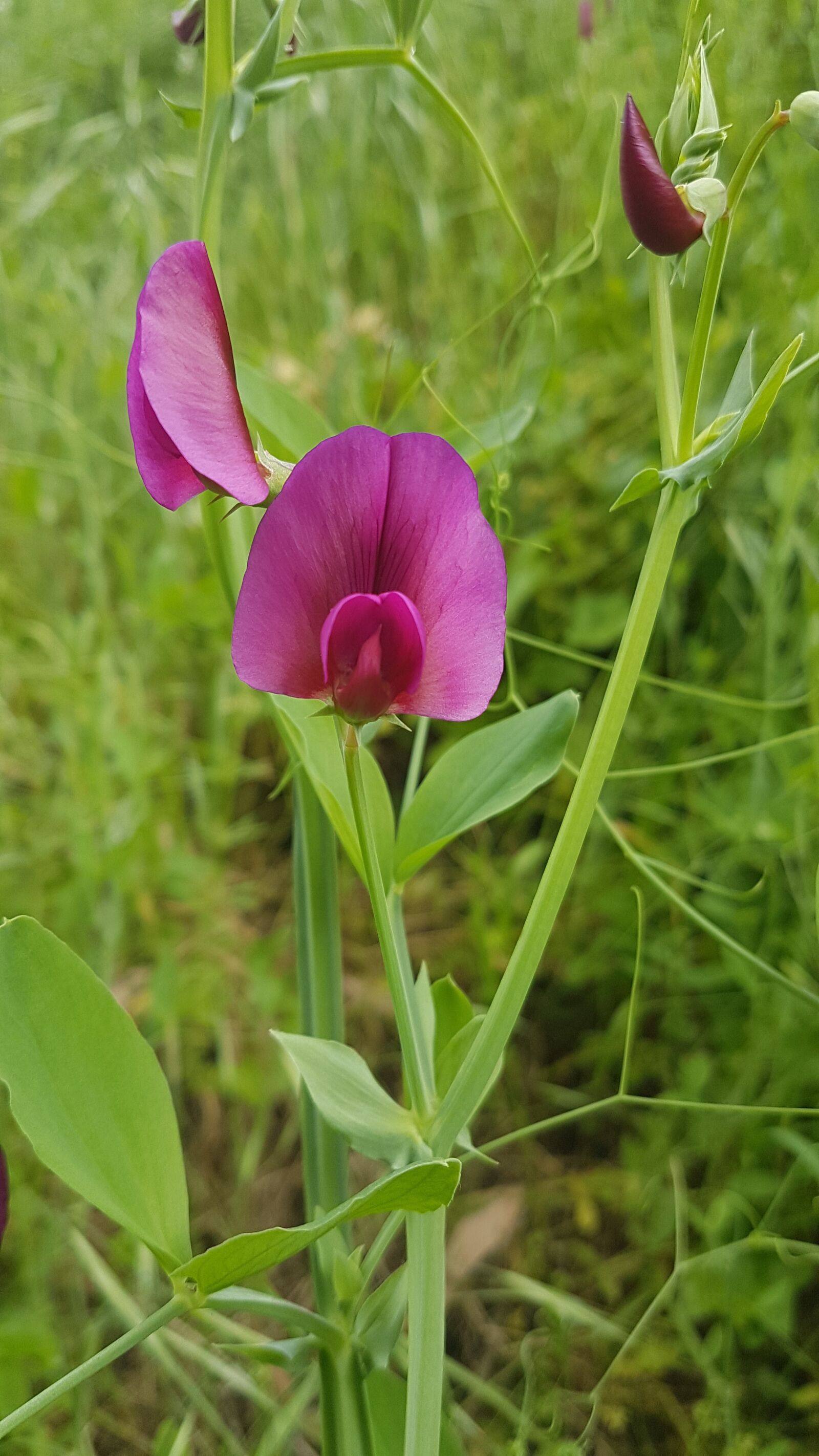 Samsung Galaxy S7 Edge sample photo. Nature, flora, summer photography