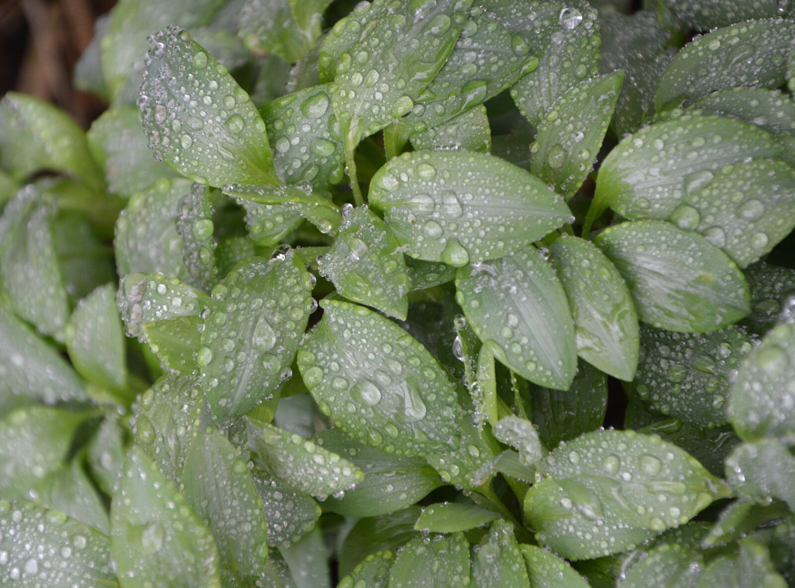 Nikon D5200 sample photo. Leaves, foliage, green leaves photography