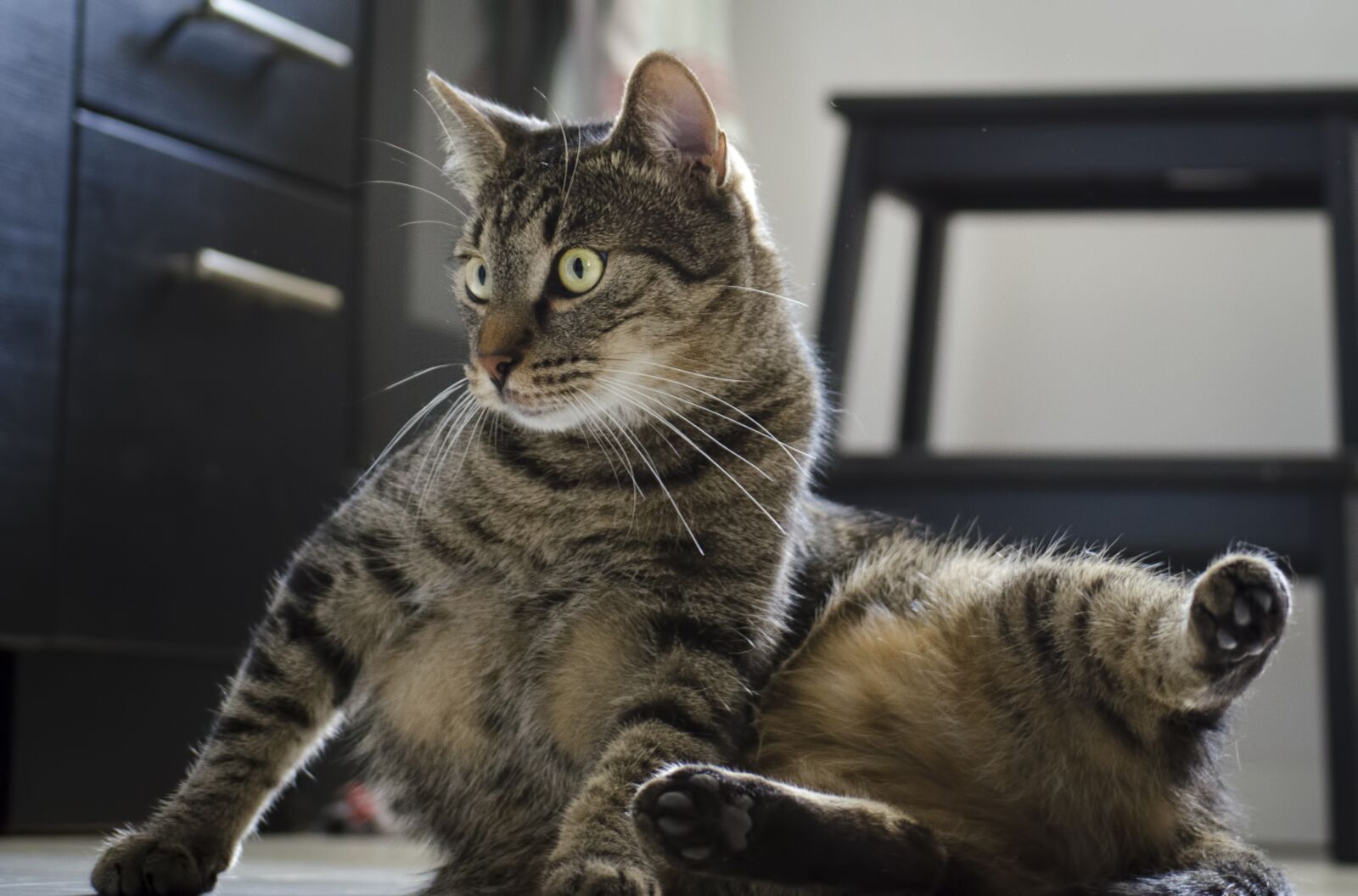 Nikon D5100 sample photo. Cat, kitten, domestic cat photography
