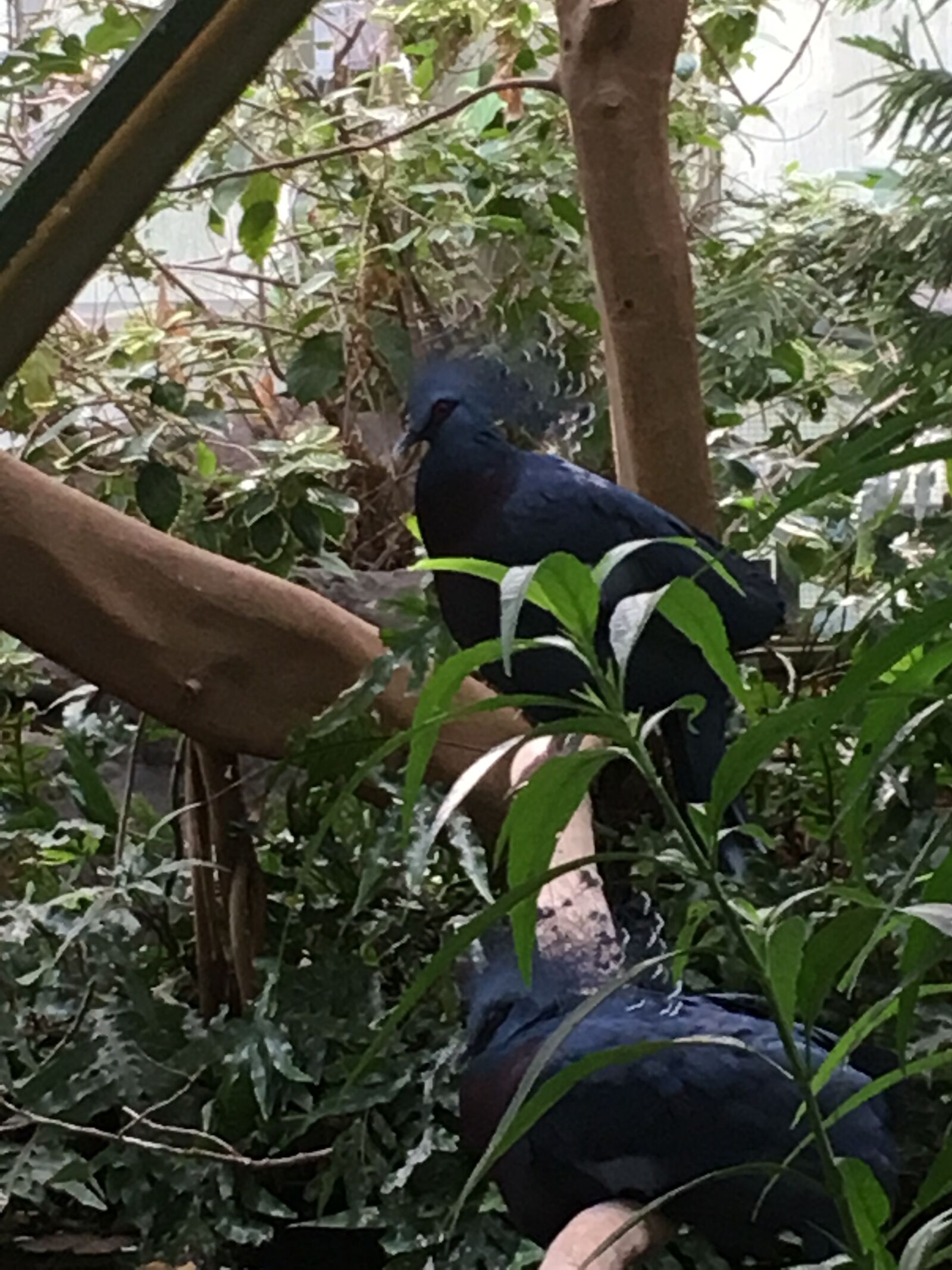 iPhone 6s back camera 4.15mm f/2.2 sample photo. Birds, toronto zoo, ontario photography