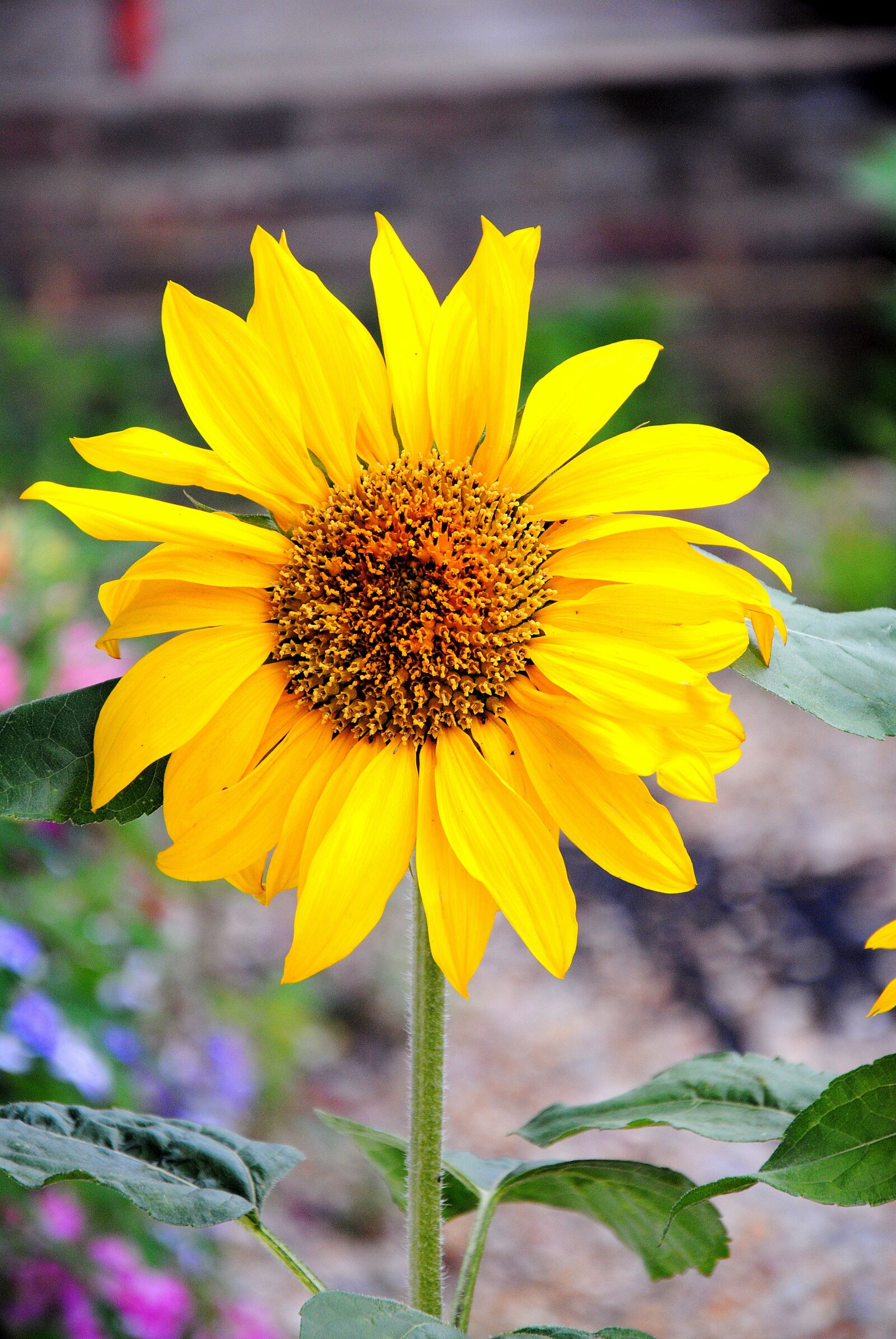 Nikon D3000 sample photo. Sunflower, flower, bloom photography