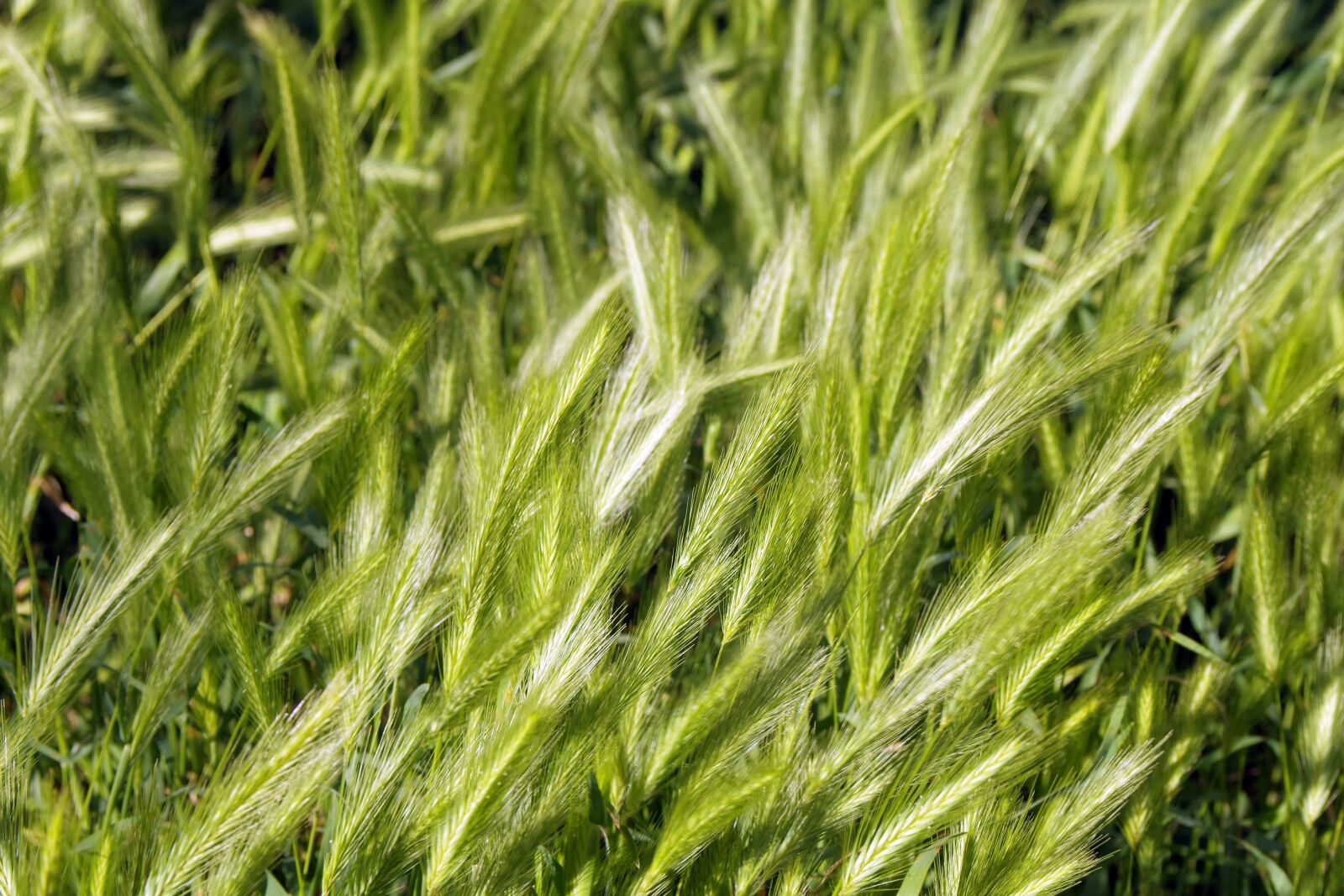 Pentax K-S2 sample photo. Ears, cereals, harvest festival photography