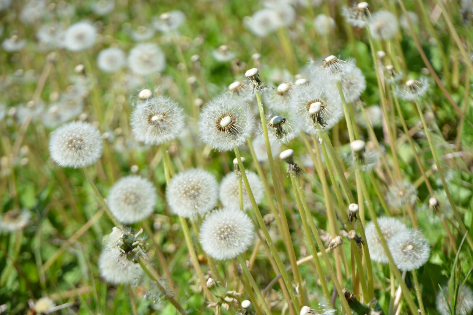 Nikon D7100 sample photo. Nature, spring, dandelion photography