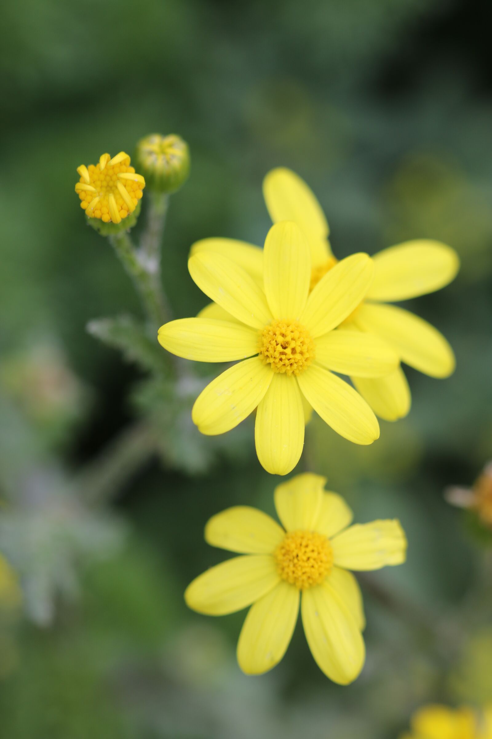 Canon EOS 70D + Canon EF 100mm F2.8 Macro USM sample photo. Green, yellow, flower photography