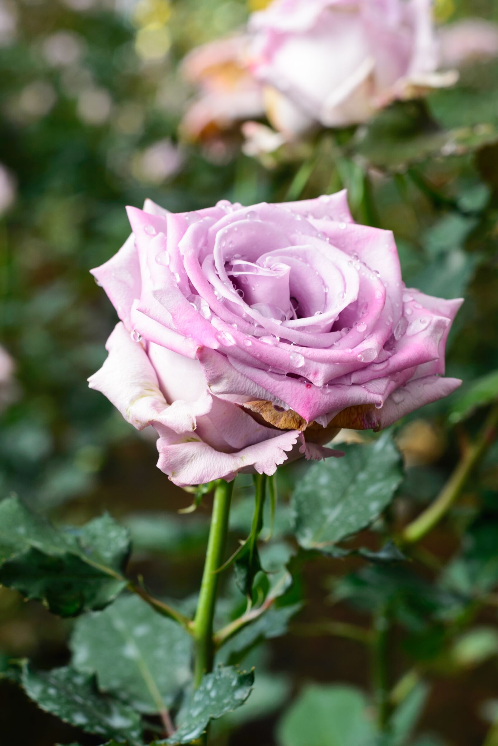 Nikon D600 sample photo. Flower, gardens, pink flower photography