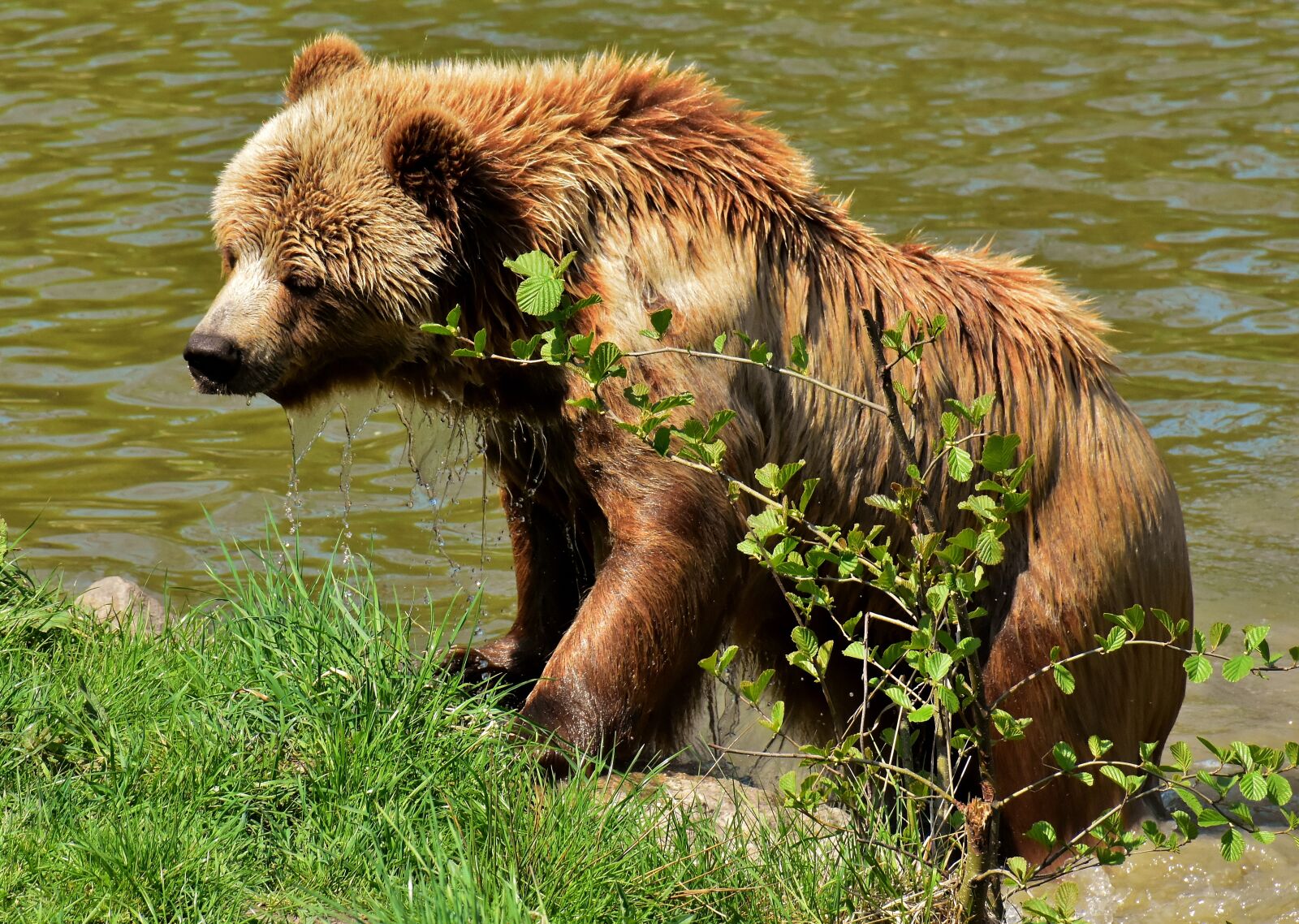 Nikon D7200 sample photo. European brown bear, brown photography