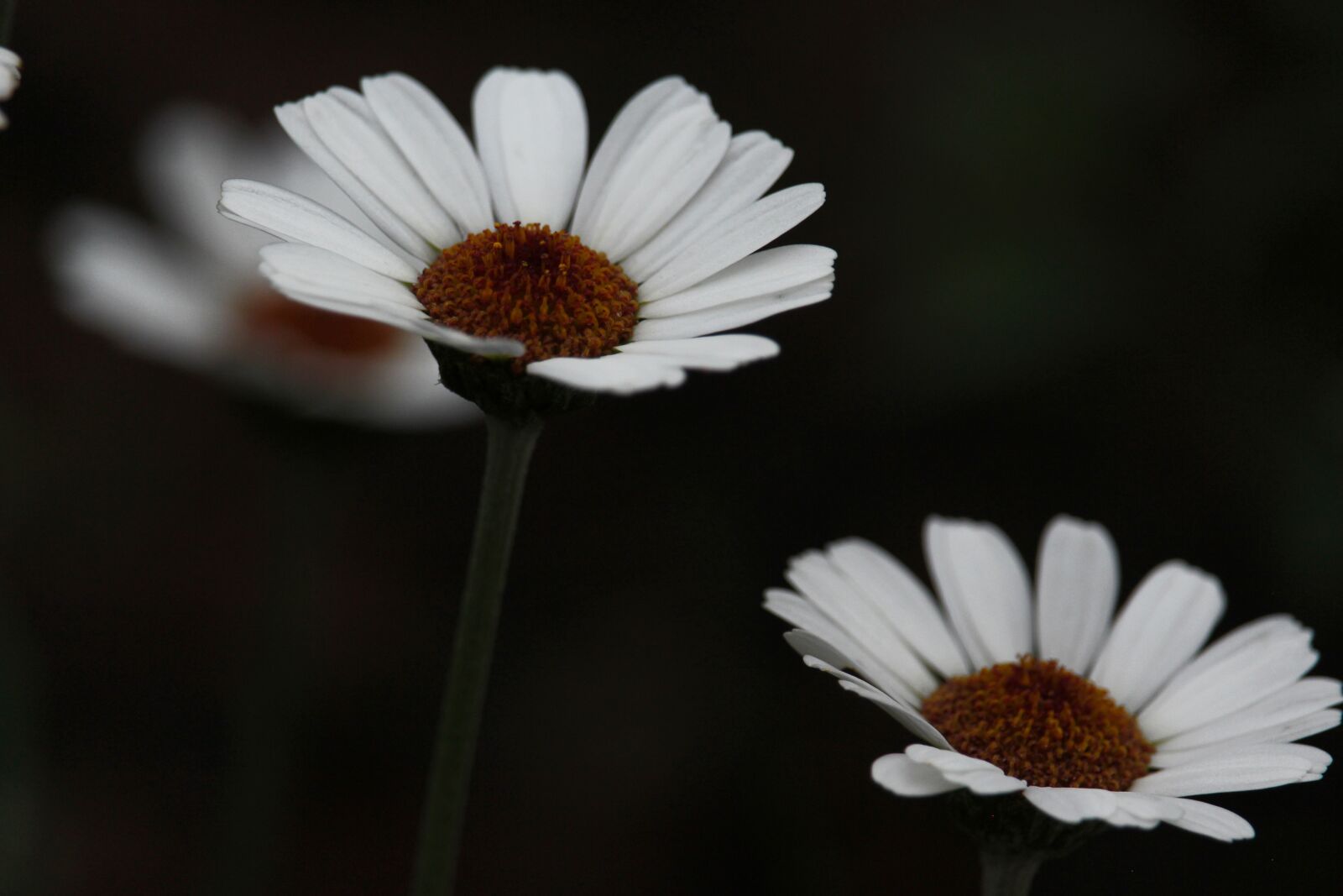 Canon EF-S 55-250mm F4-5.6 IS STM sample photo. Daisy, white flower, petals photography