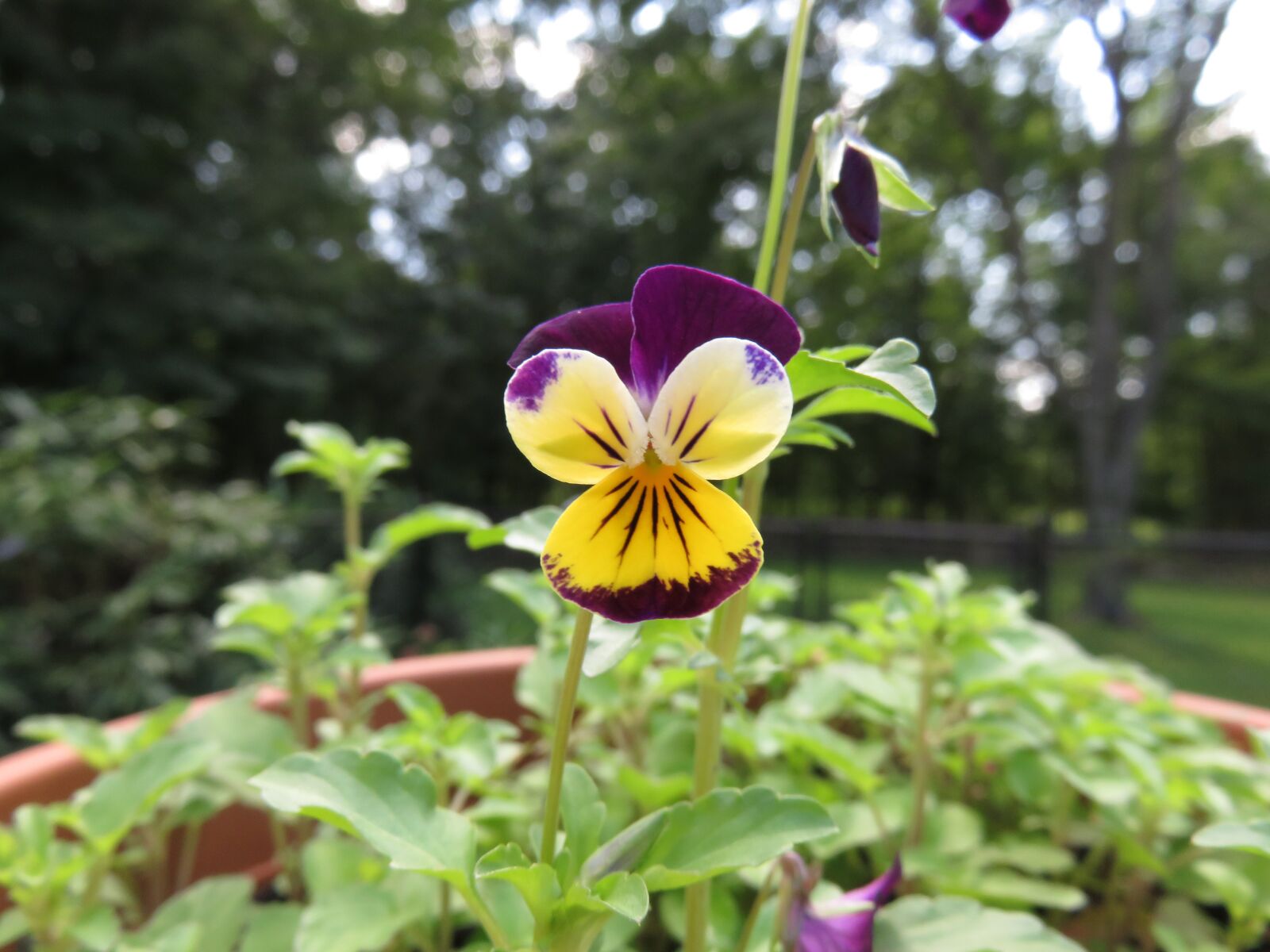 Canon PowerShot SX710 HS sample photo. Flower, purple, yellow photography