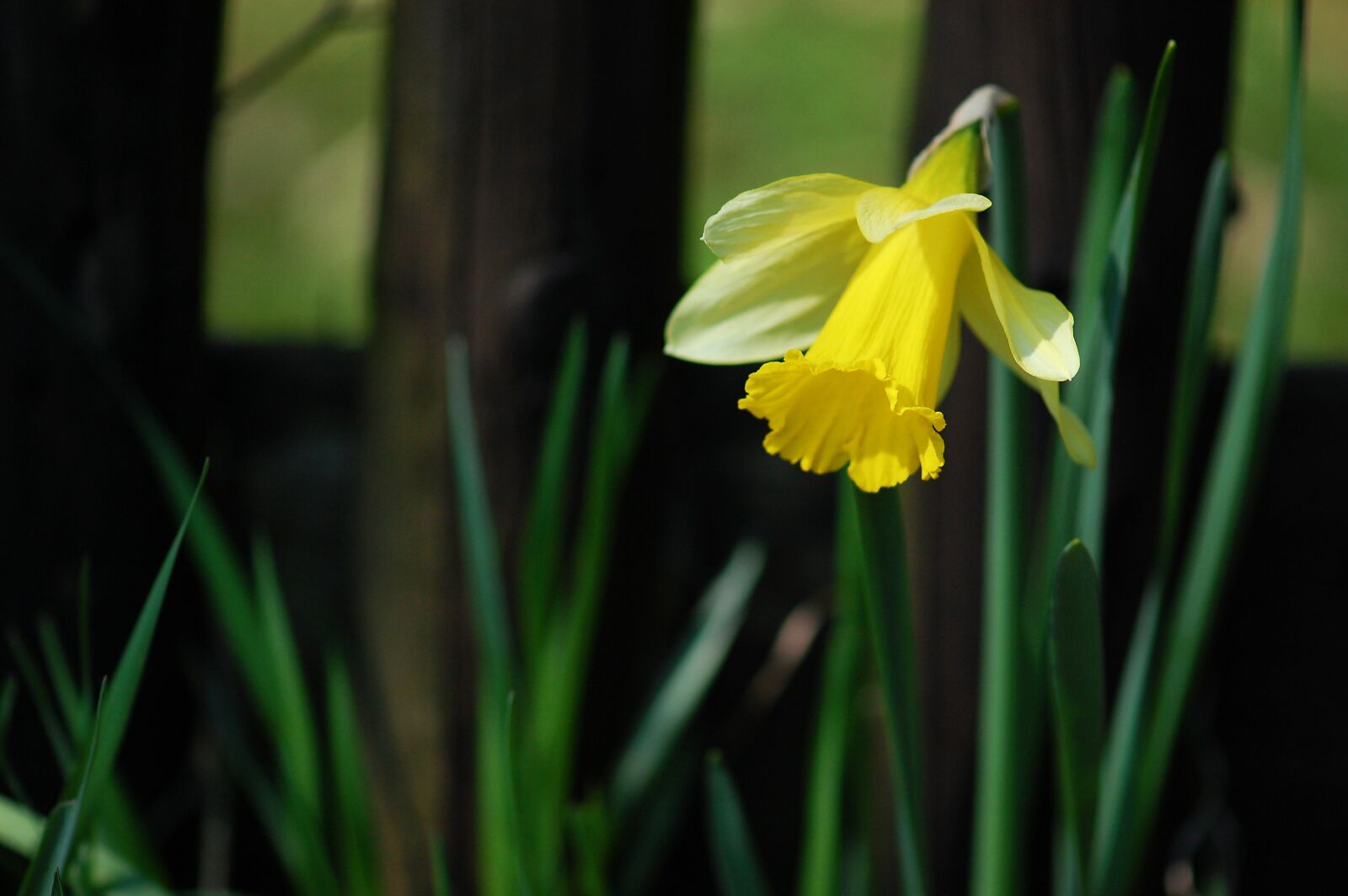 Nikon D40 sample photo. Easter, daffodil, spring photography