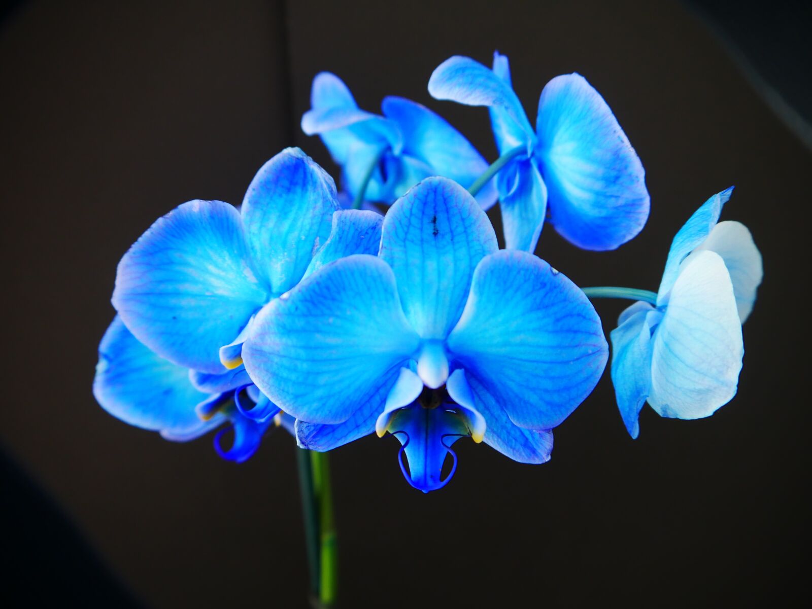 Panasonic DMC-G70 sample photo. Blue, orchid, flower photography