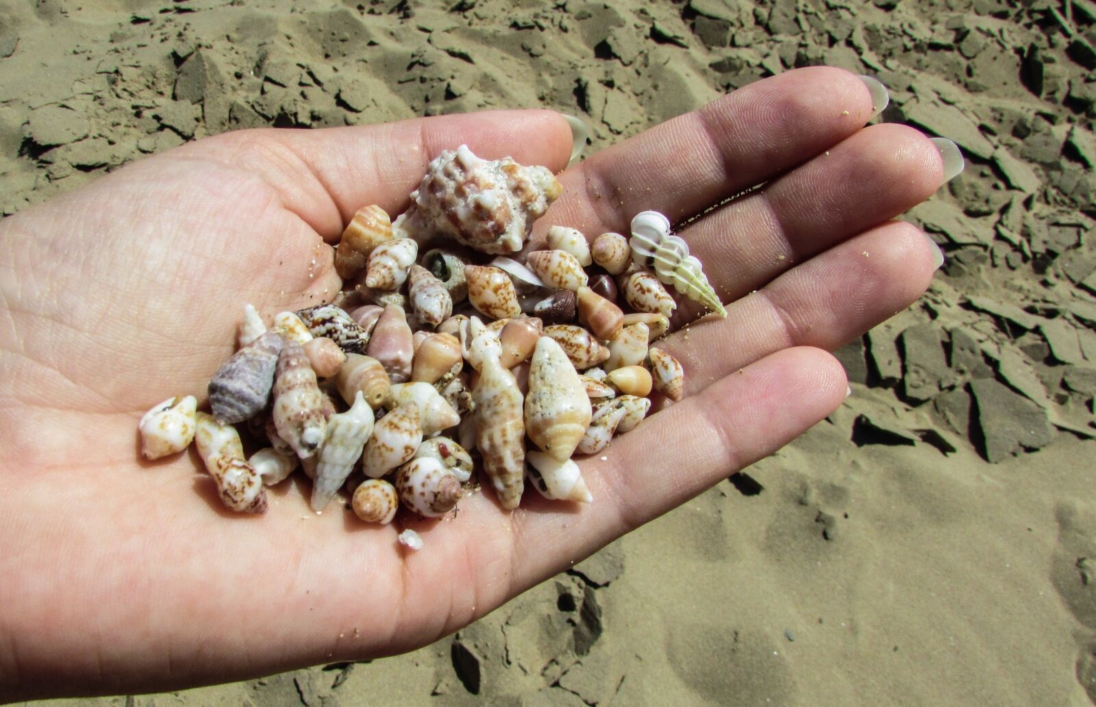Canon PowerShot SX400 IS sample photo. Shells, beach, sand photography