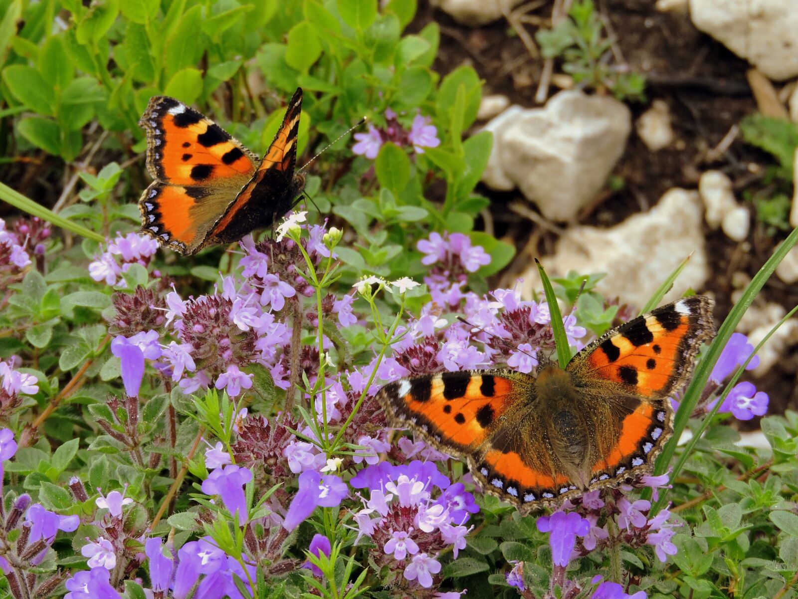 Nikon Coolpix P600 sample photo. Butterflies, flowers, colors photography