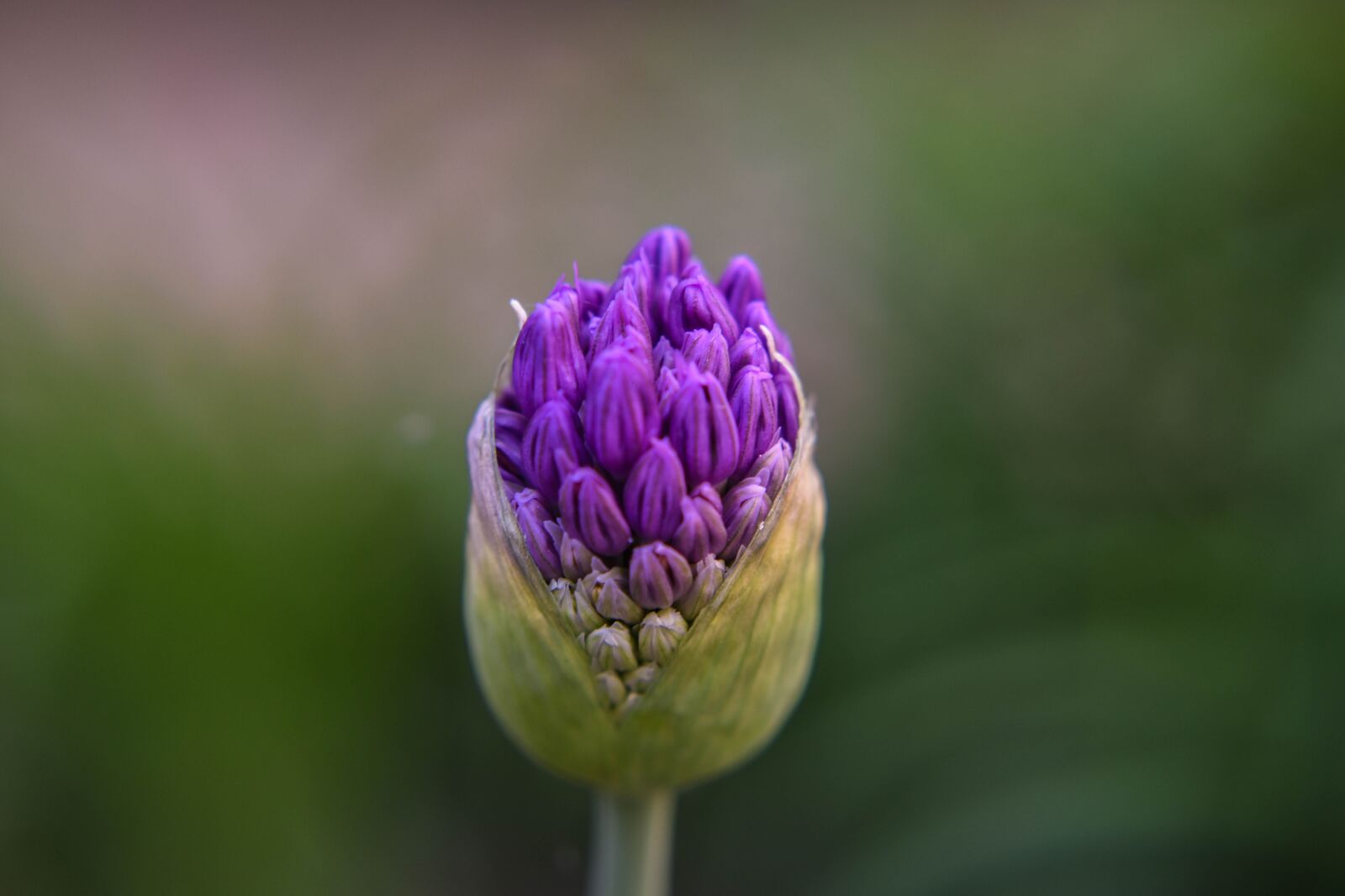 Nikon D3400 sample photo. Purple, blooms, flower photography