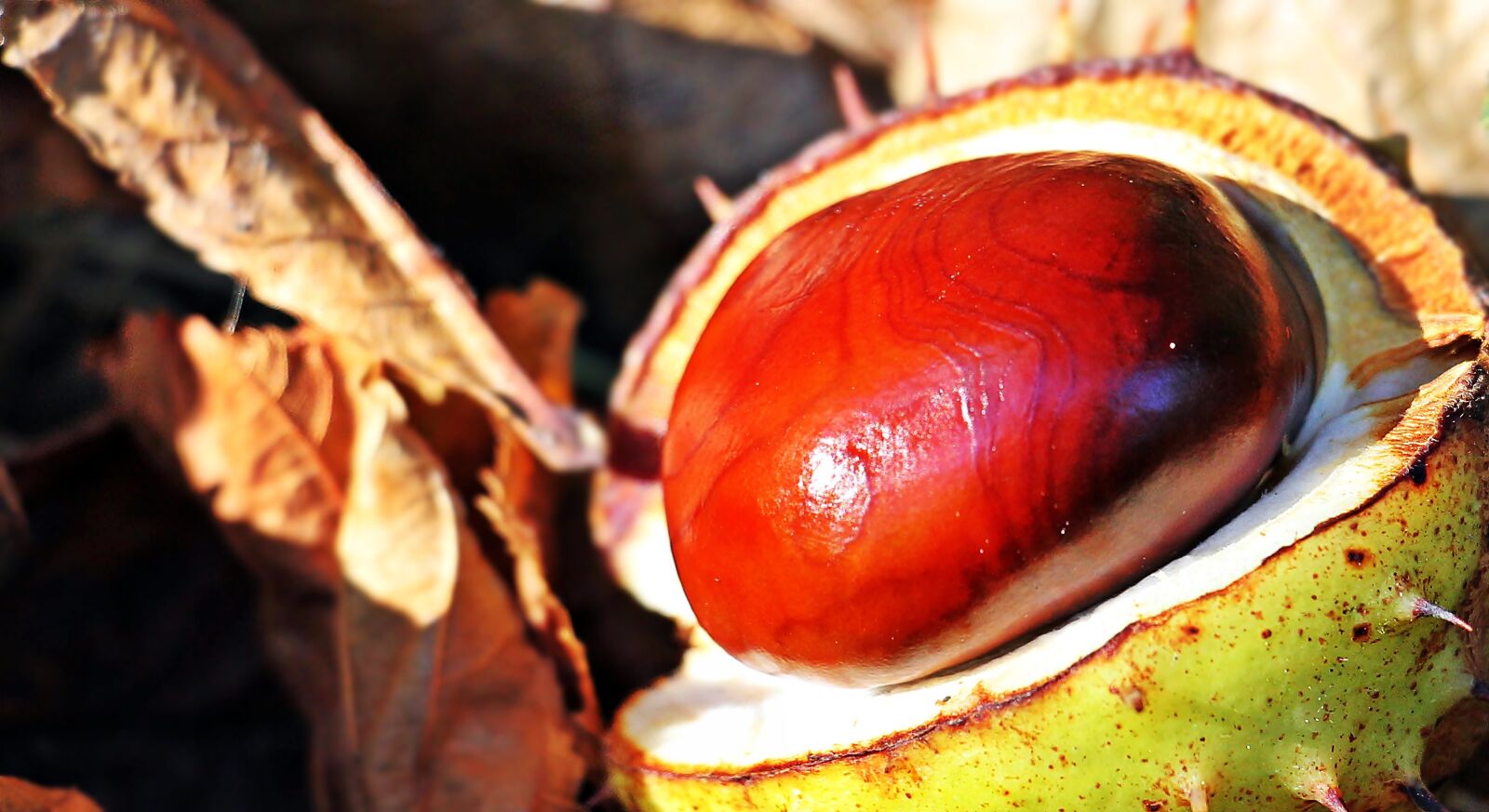 Canon EOS 550D (EOS Rebel T2i / EOS Kiss X4) sample photo. Chestnut, autumn, leaves photography