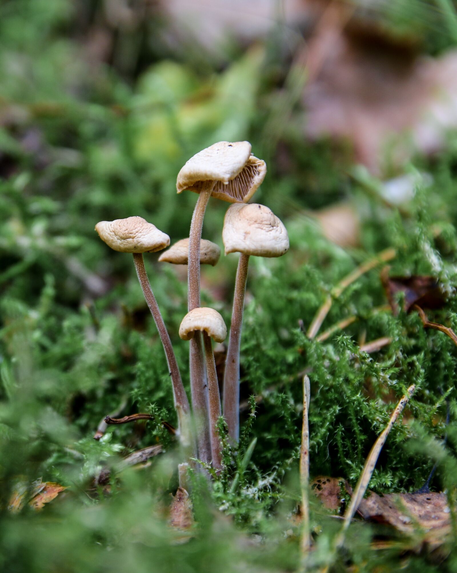 Canon EOS 70D sample photo. Mushroom, forest, mushroom picking photography