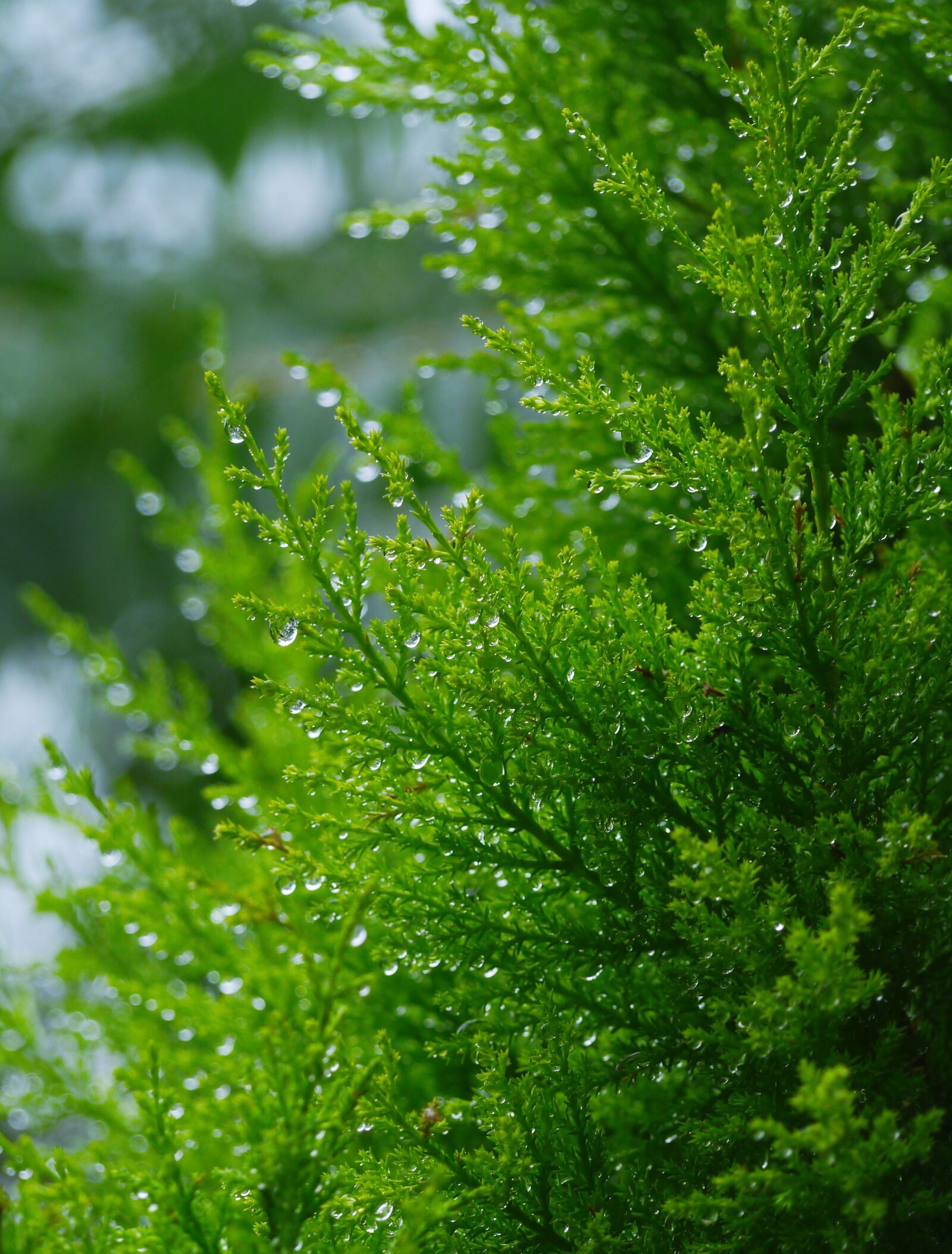 Panasonic Lumix DMC-GX1 sample photo. Wood, arboretum, branch photography