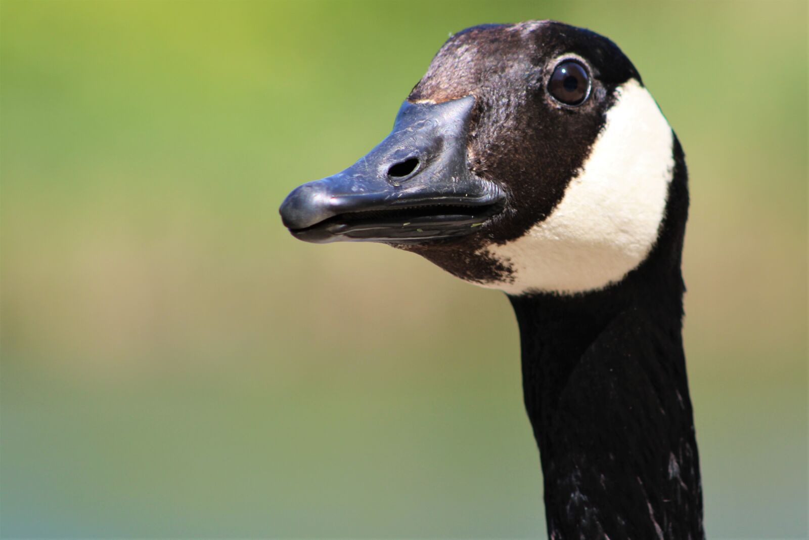 Canon EF75-300mm f/4-5.6 sample photo. Goose, bird, close up photography