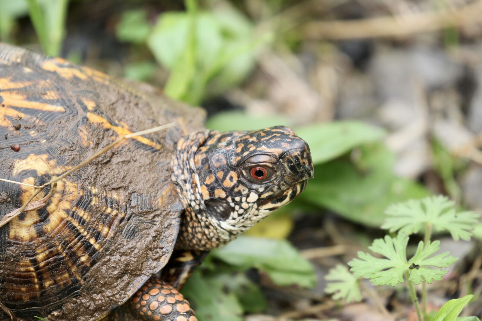 Canon EOS 1300D (EOS Rebel T6 / EOS Kiss X80) sample photo. Turtle, head, reptile photography