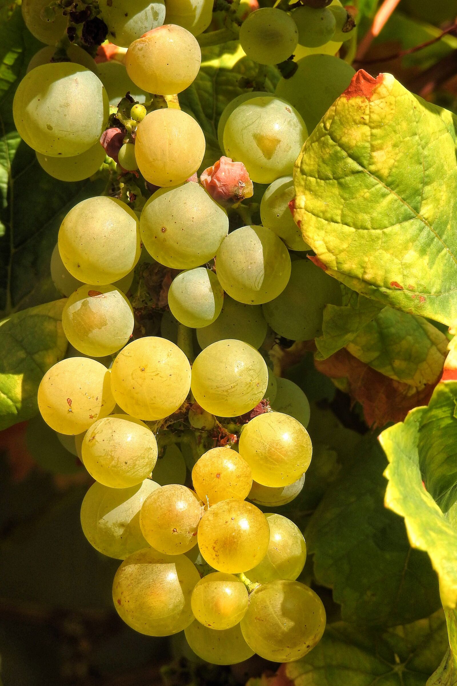 Nikon Coolpix P900 sample photo. Grapes, green, vine photography