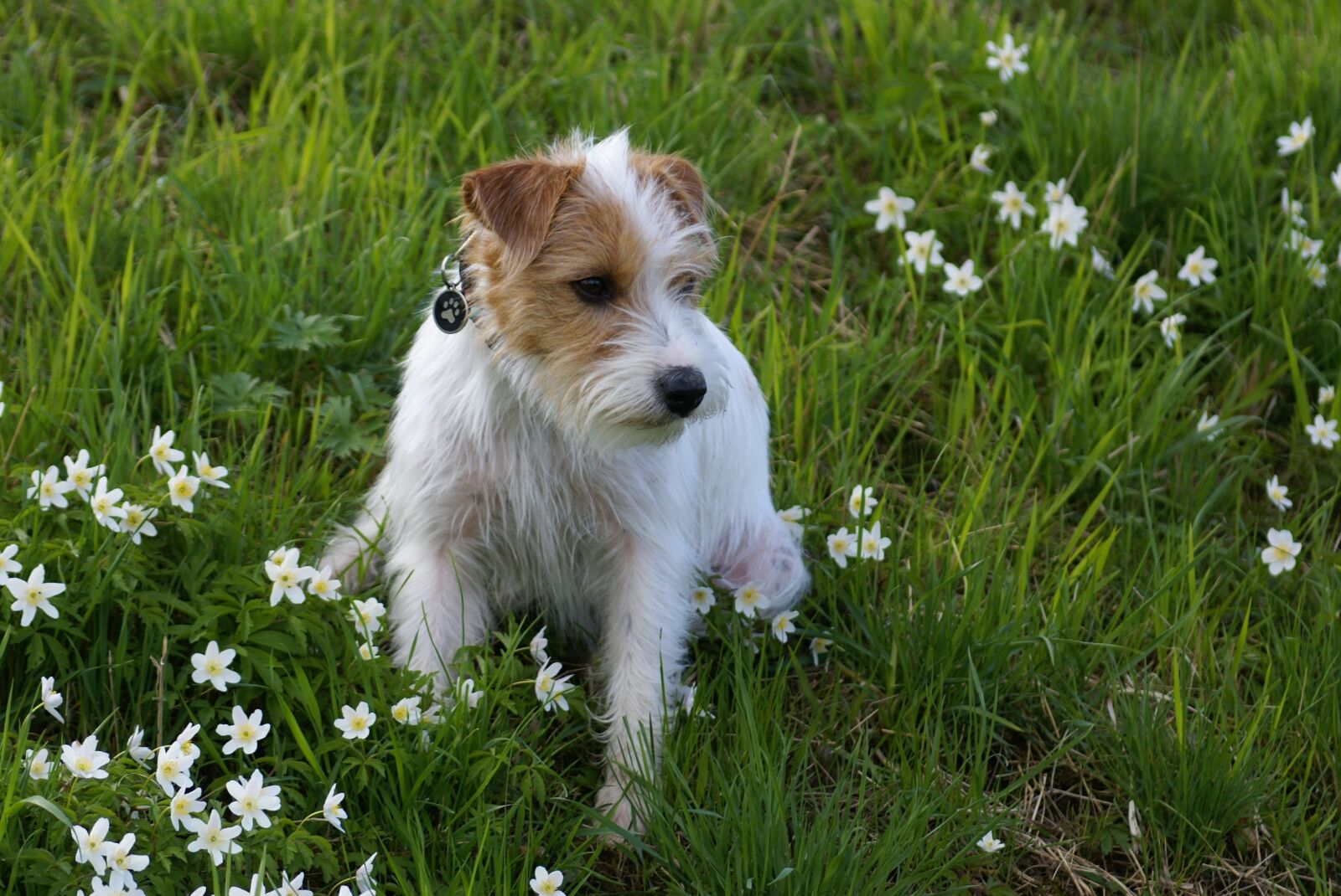 Sony Alpha DSLR-A100 sample photo. Domestic dog, spring, dog photography
