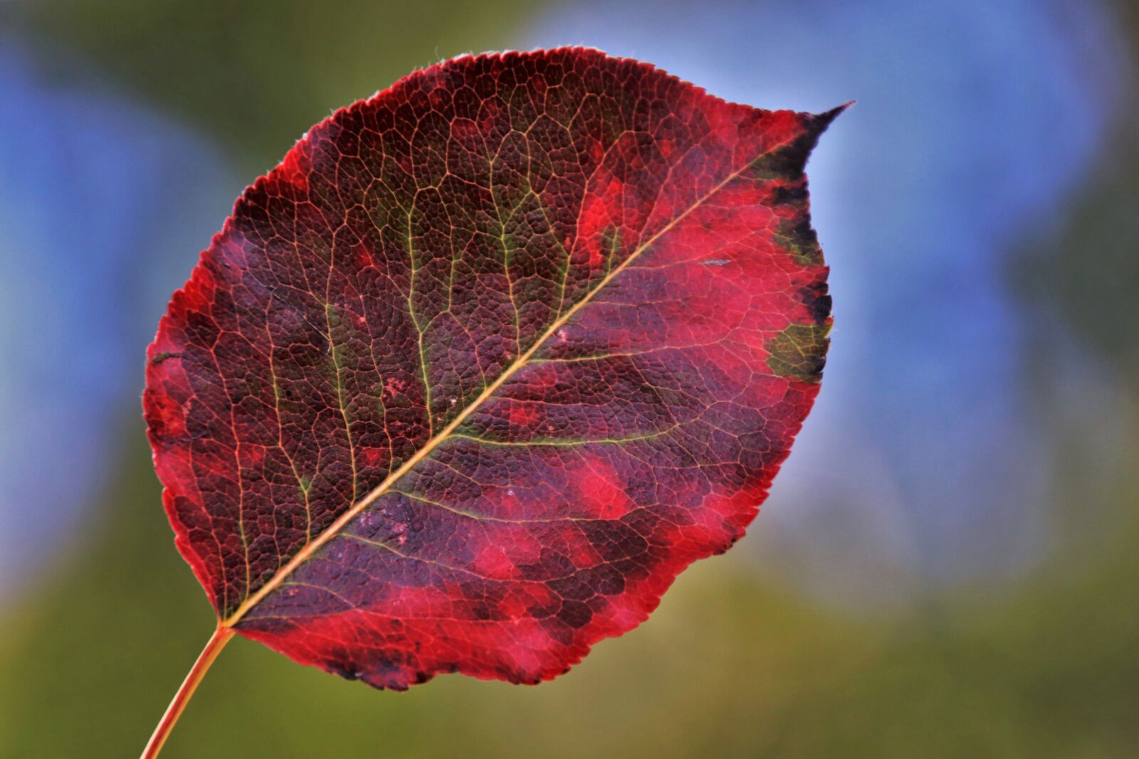 Canon EOS 80D sample photo. Colors of autumn, leaf photography