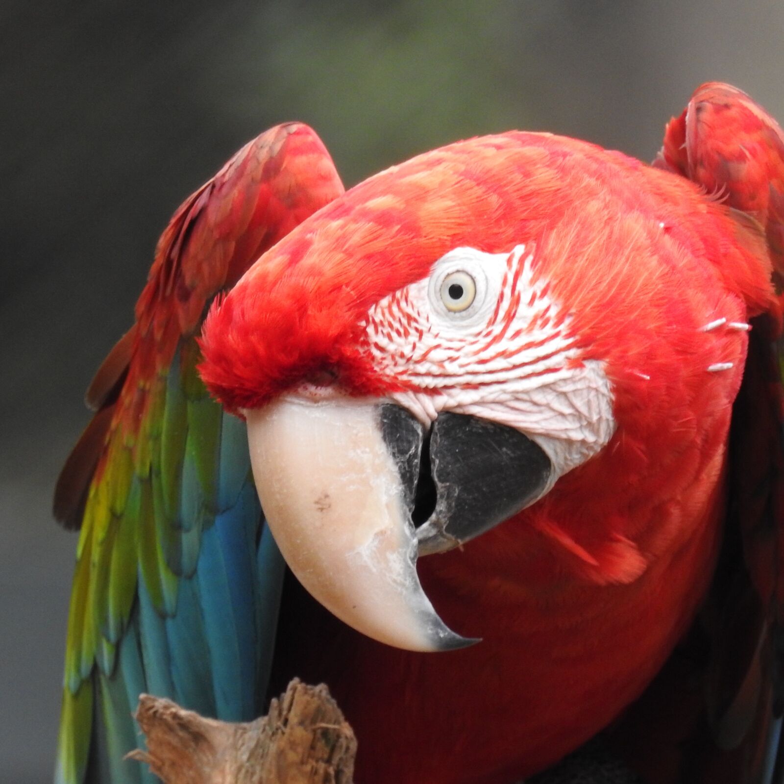 Nikon Coolpix P900 sample photo. Macaw, parrot, bird photography