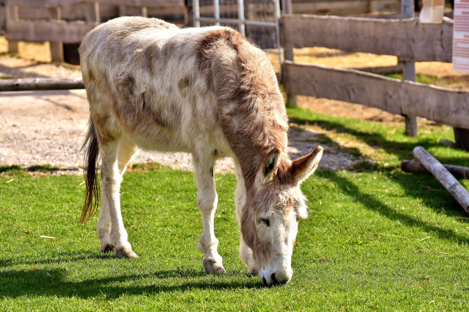 Nikon D7200 sample photo. Donkey, animal, beast of photography