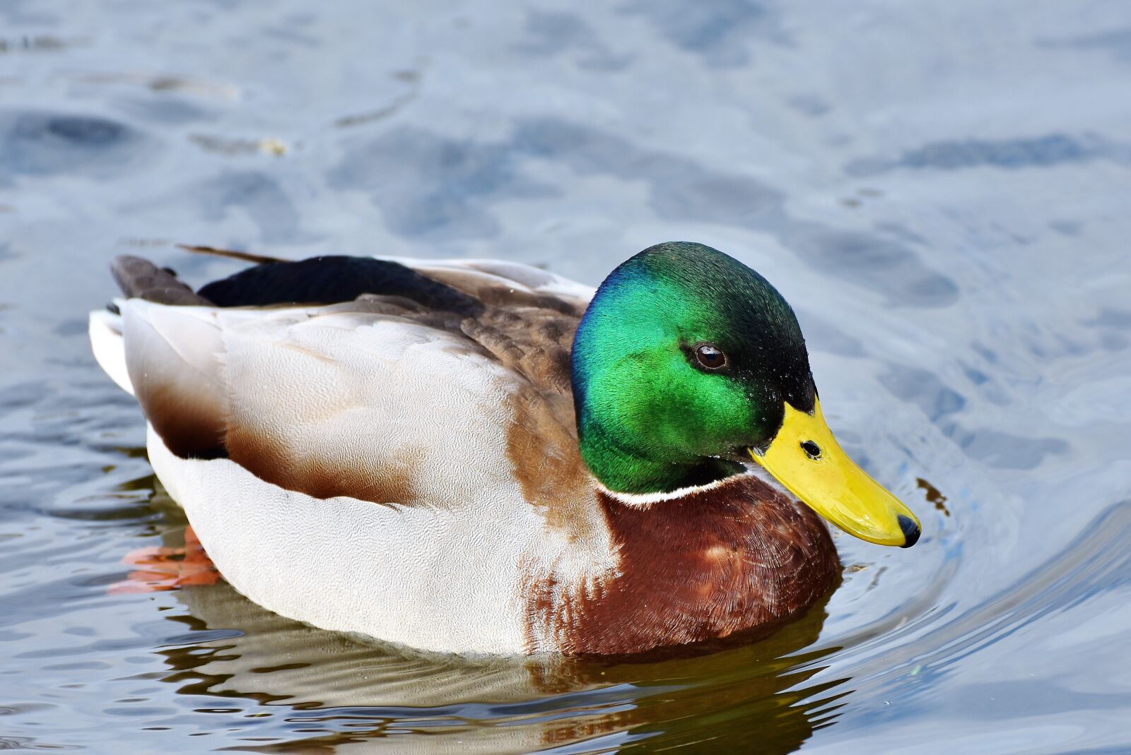 Nikon D7200 sample photo. Ducks, waterfowl, mallard photography
