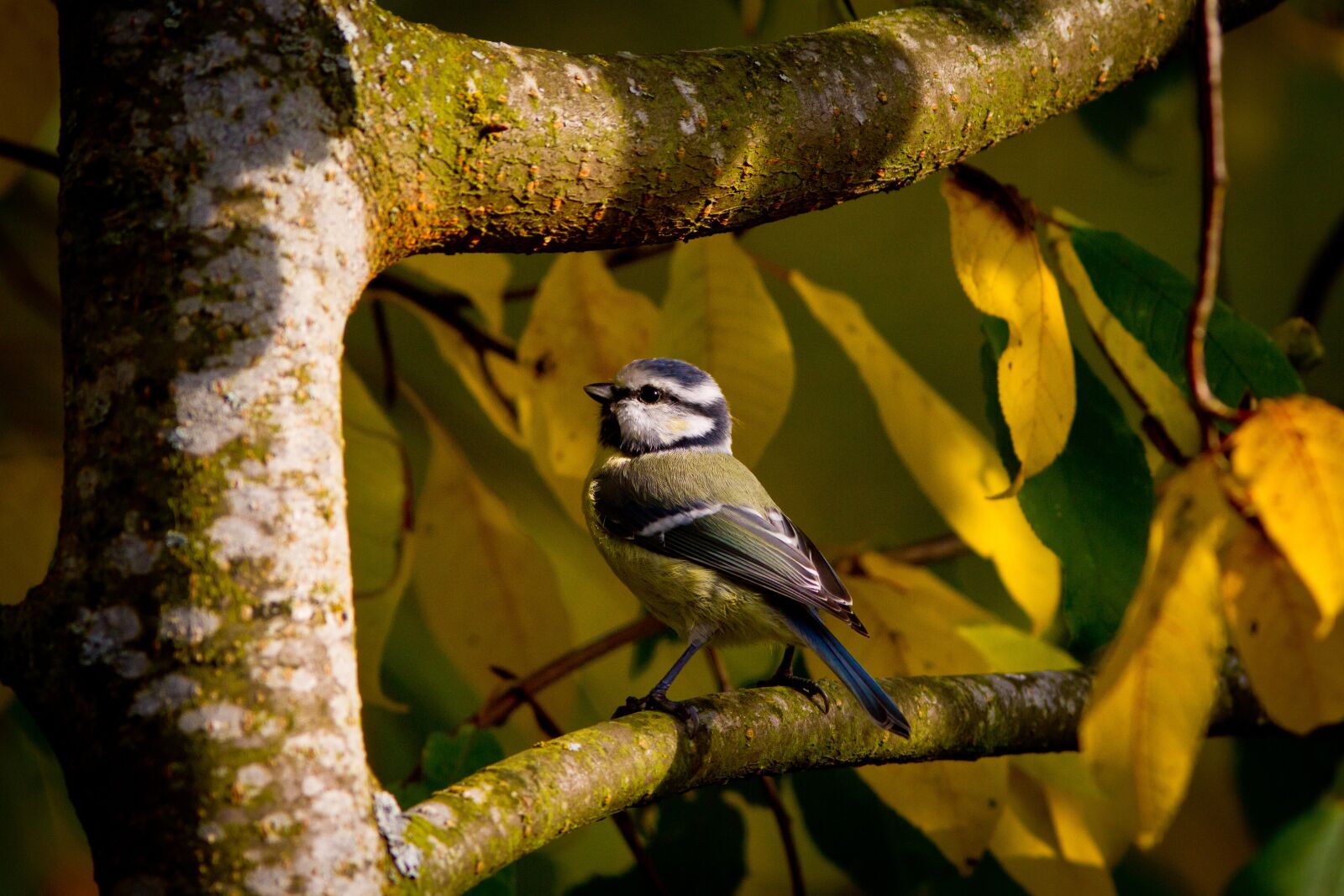 Canon EOS 7D + Canon EF 300mm F4L IS USM sample photo. Blue tit, a little photography