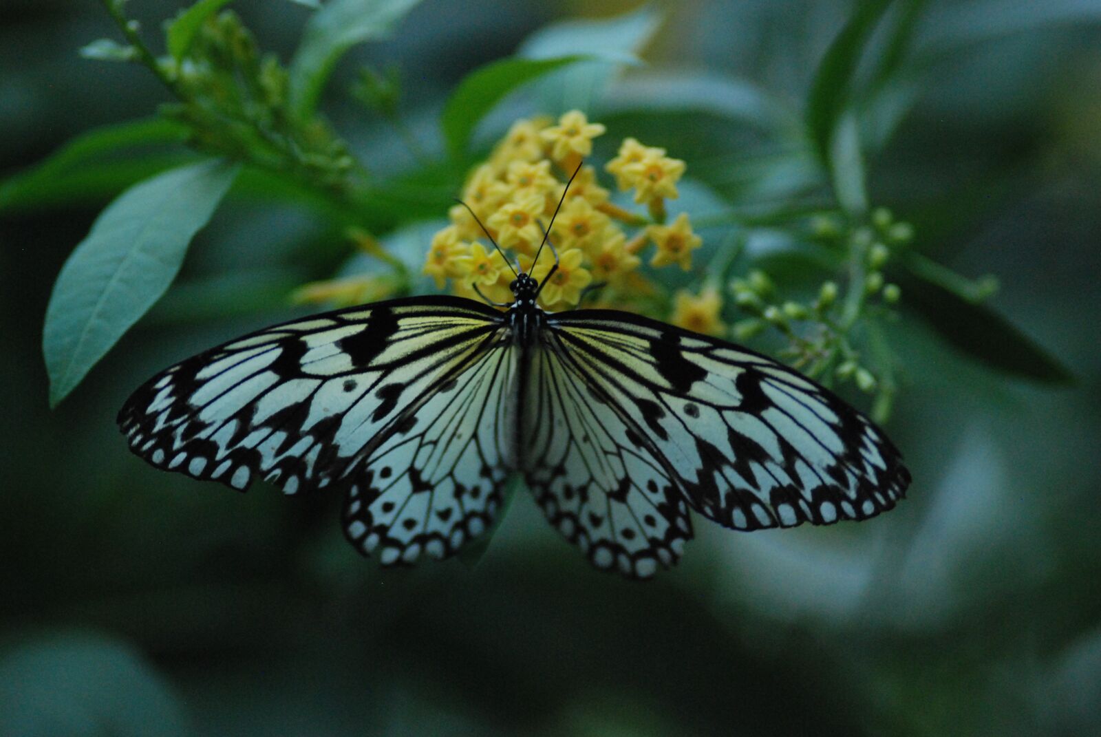 Nikon D80 sample photo. Butterfly, feeding, wings spread photography