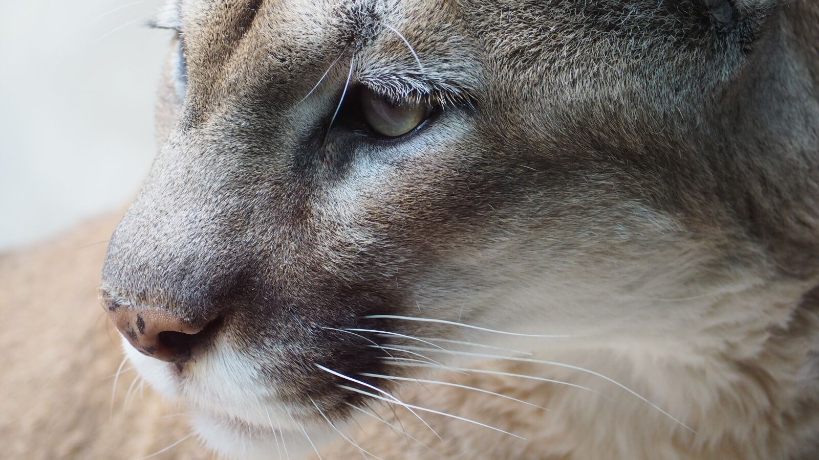 Olympus OM-D E-M10 II sample photo. Mountain lion, cat, mountain photography