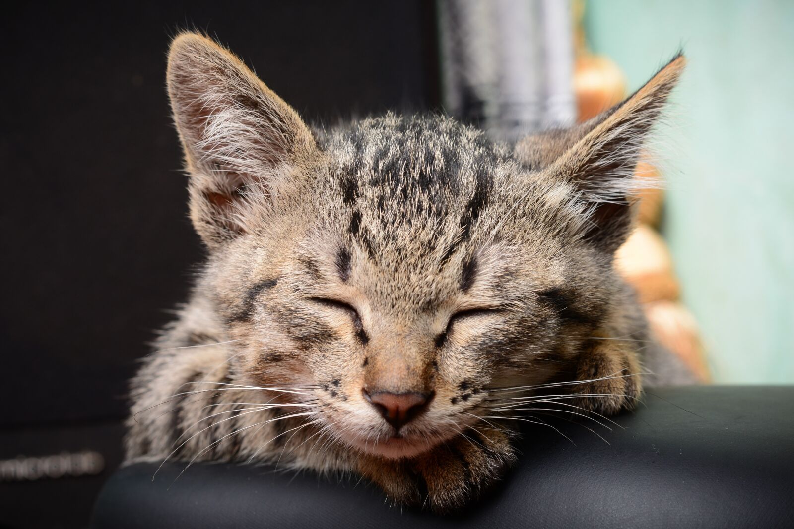 Nikon D7100 sample photo. Cat, kitty, kitten photography