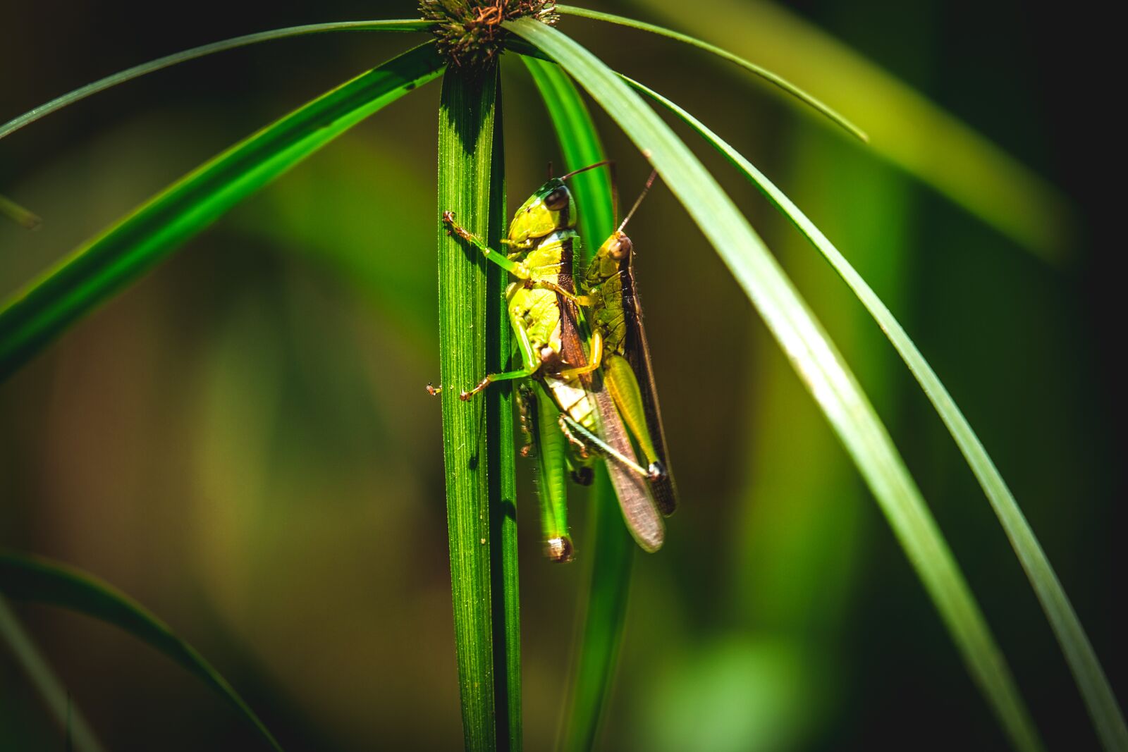 Fujifilm X-T20 sample photo. Locusts, insect, nature photography