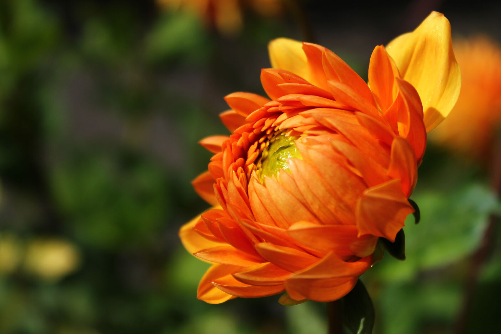 Canon EOS 1100D (EOS Rebel T3 / EOS Kiss X50) sample photo. Orange, petaled, flower, in photography