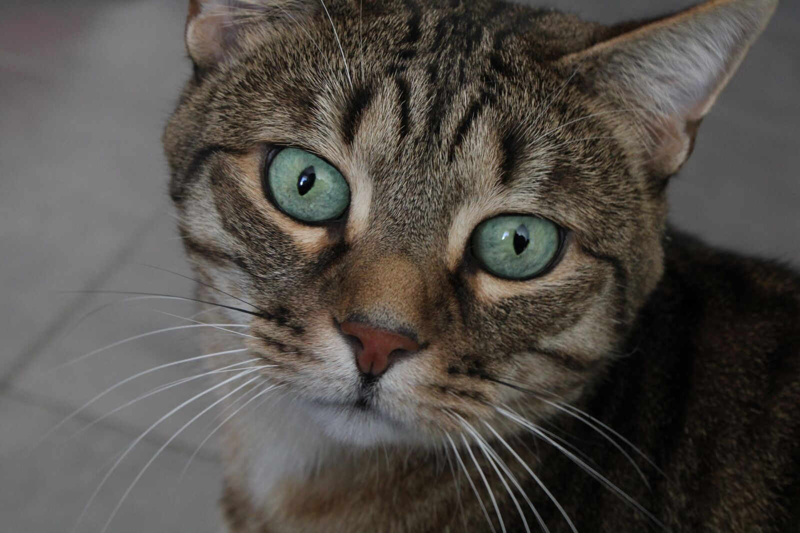 Canon EOS 2000D (EOS Rebel T7 / EOS Kiss X90 / EOS 1500D) sample photo. Cat, pet, animal photography