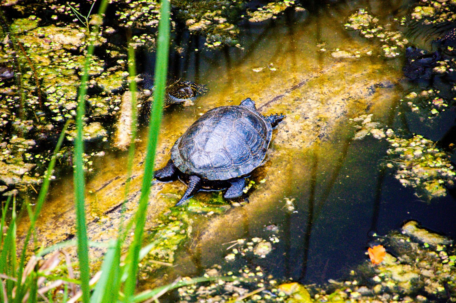Nikon D90 sample photo. Turtle, panzer, water turtle photography