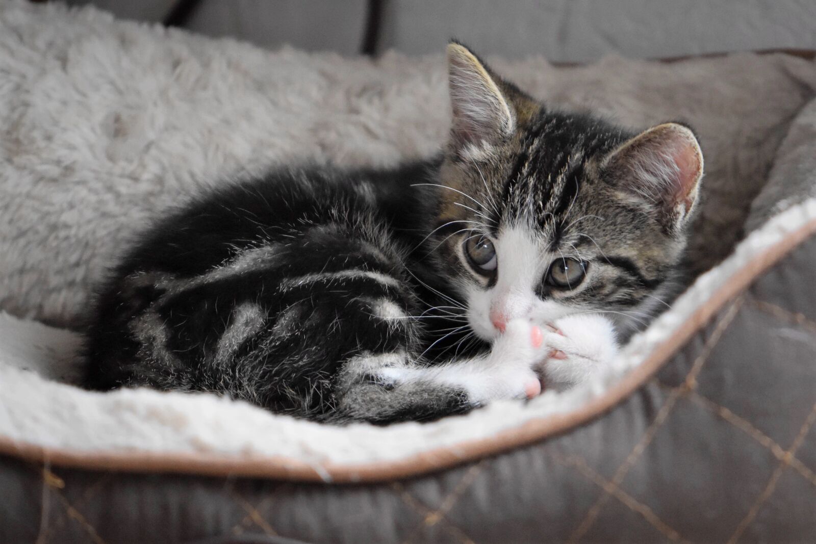 Nikon D5600 sample photo. Cat, kitten, mieze photography
