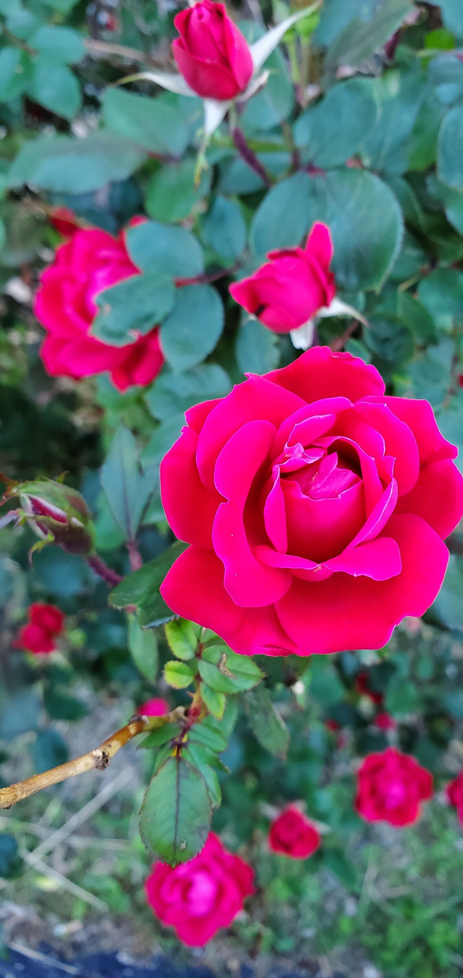 Samsung Galaxy S10 sample photo. Roses, flowers, nature photography