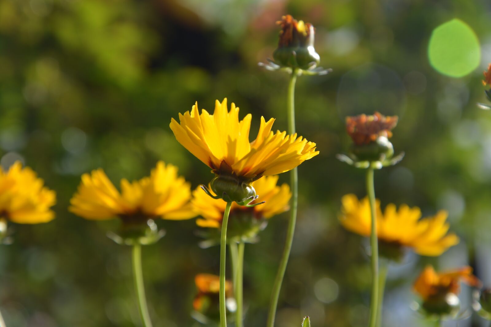 Nikon D5200 sample photo. Flower, yellow flower, prairie photography
