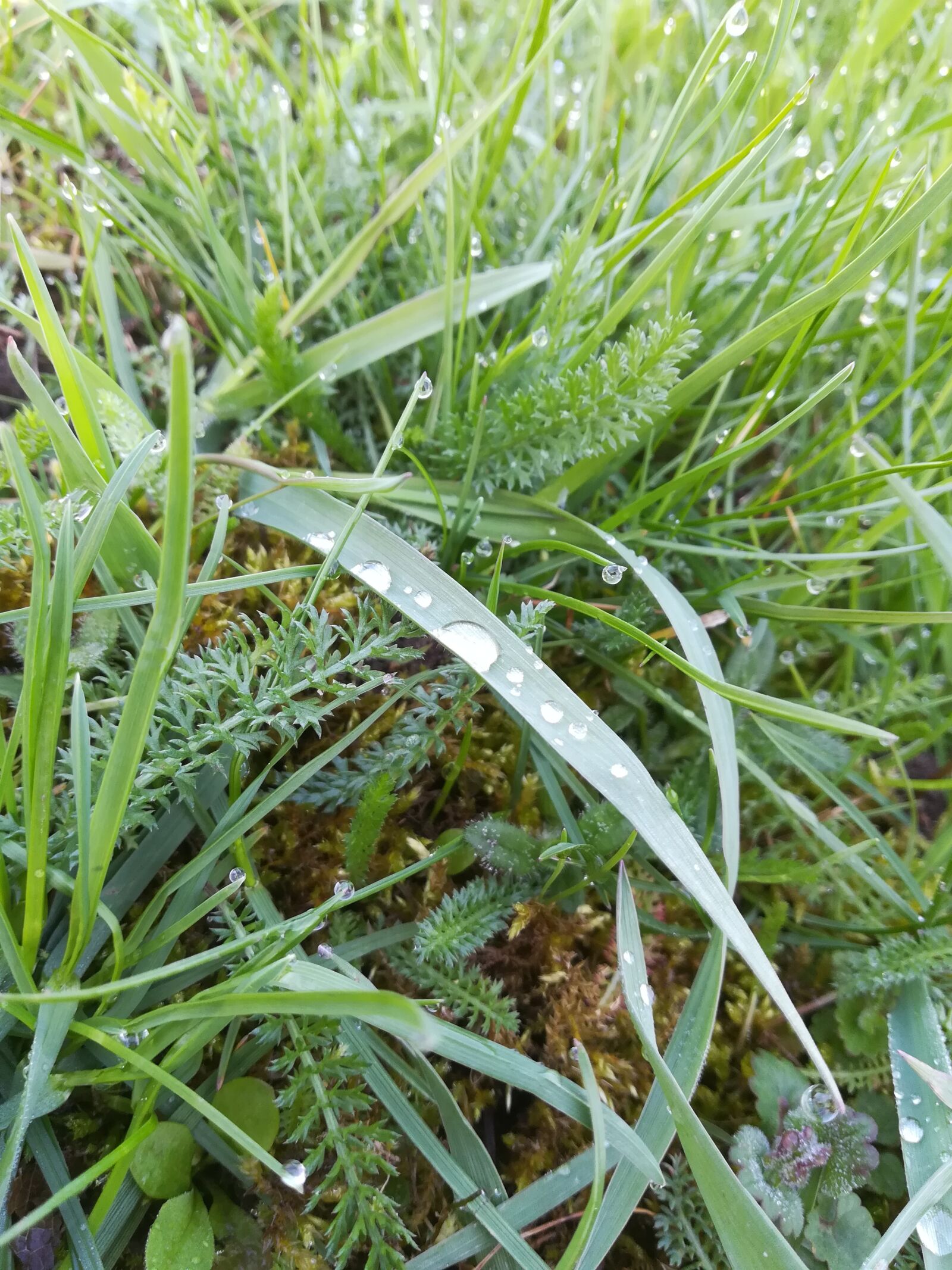 HUAWEI PRA-LX1 sample photo. Grass, drop of water photography