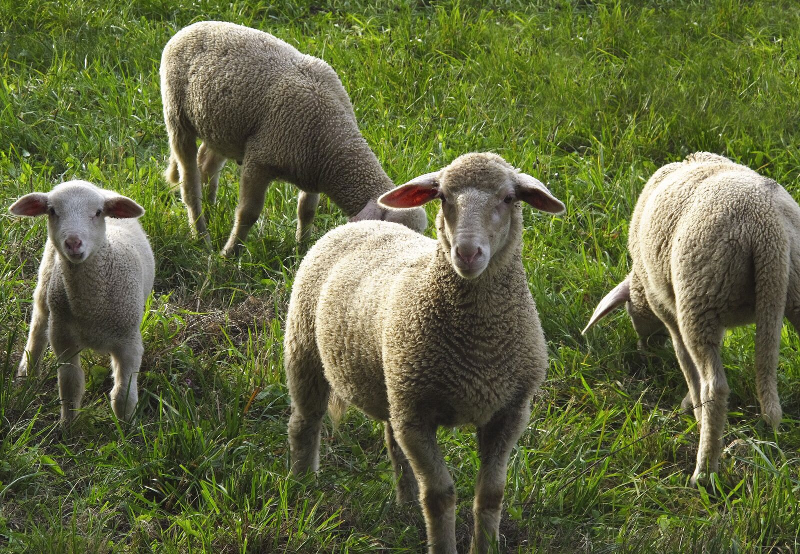 Canon PowerShot G12 sample photo. Sheep, flock, flock of photography