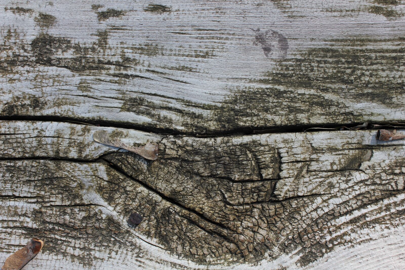 Canon EOS 550D (EOS Rebel T2i / EOS Kiss X4) sample photo. Wood, gray, nature photography