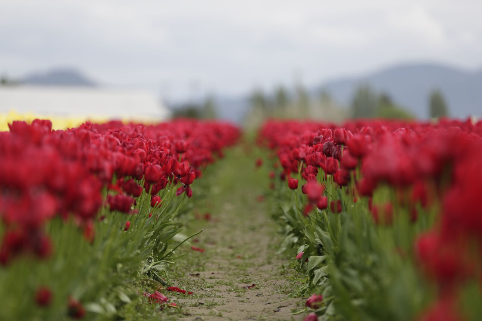 Canon EF 70-200mm F2.8L IS II USM sample photo. Tulips, red, sky photography