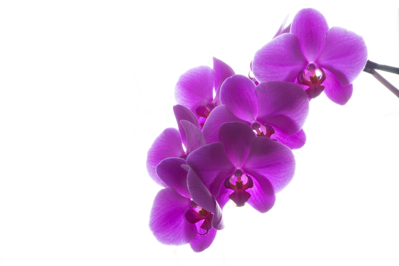 Nikon D610 sample photo. Plant, flower, orchid photography