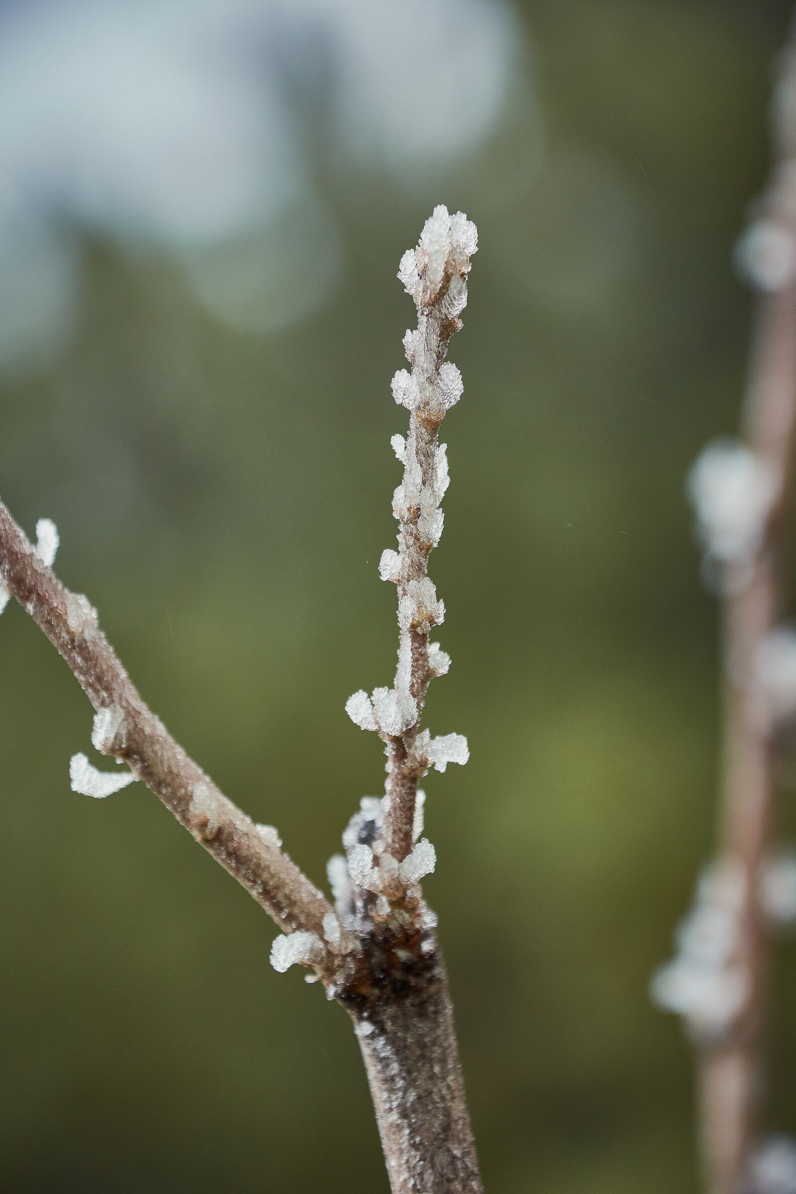 Nikon D7200 sample photo. Buds ice cream, garden photography